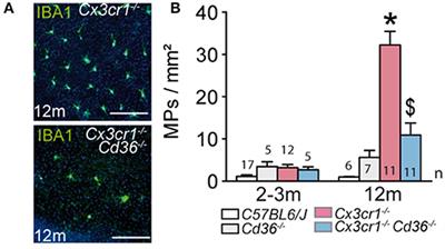 CD36 Deficiency Inhibits Retinal Inflammation and Retinal Degeneration in Cx3cr1 Knockout Mice